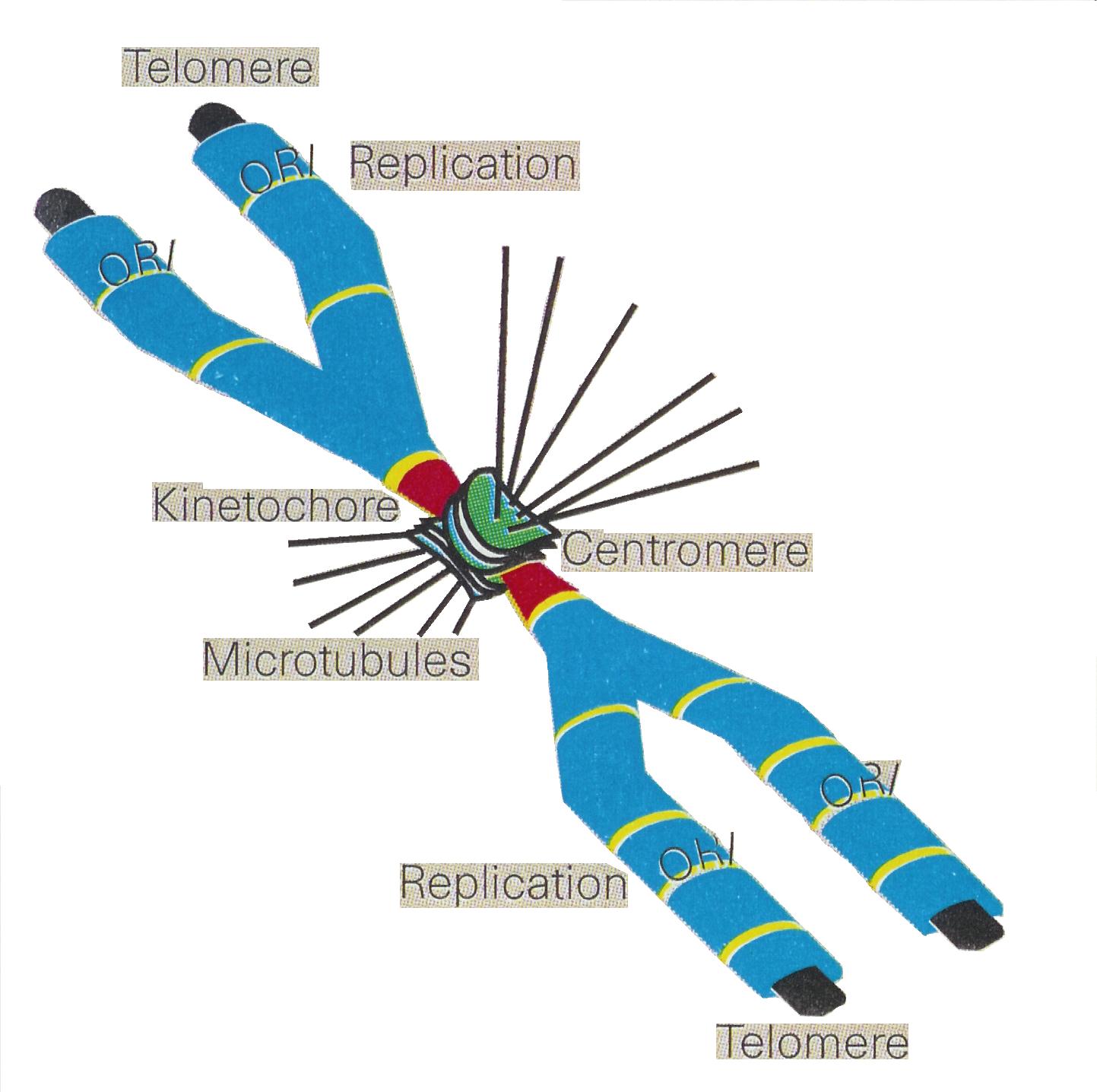 chromosome structure