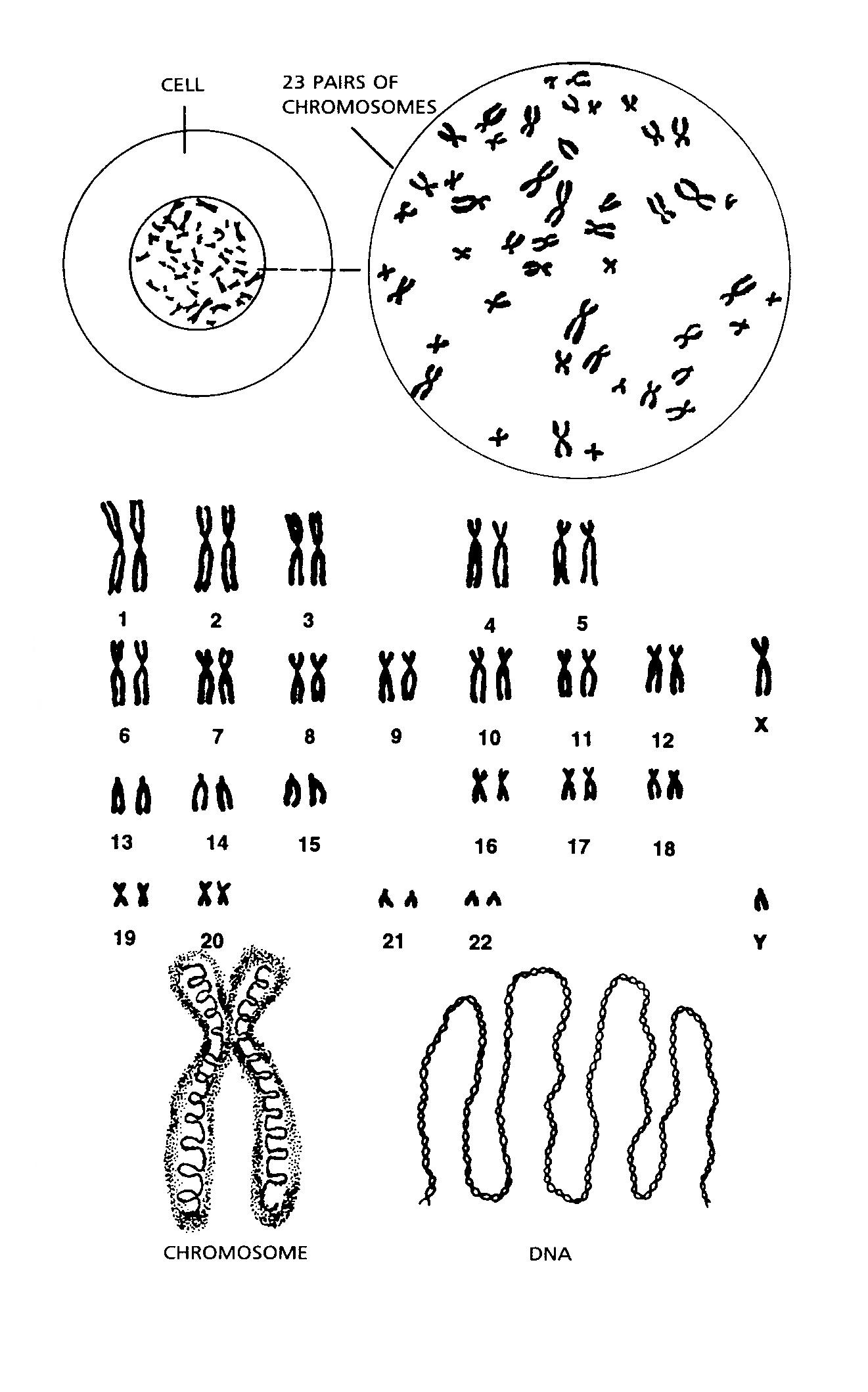 human chromosomes