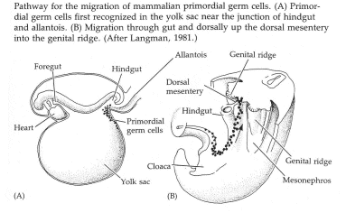 germ cells in the yolk sac