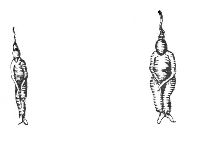 historical illustration of sperm