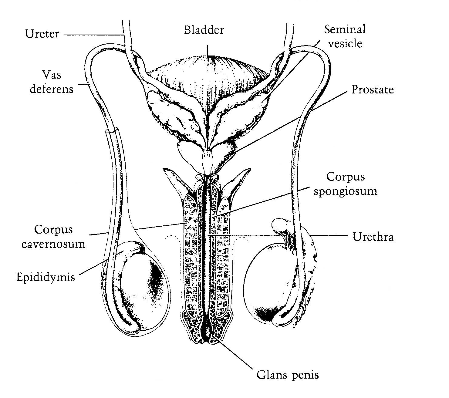 genitourinary system