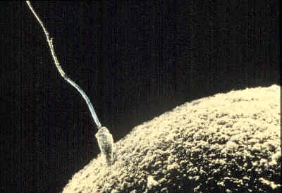 illustration of sperm entering an egg