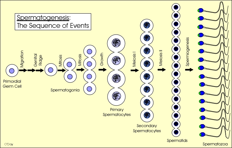 spermatogenesis